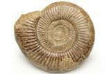 Jurassic Ammonite (Perisphinctes) - Madagascar #227597-1